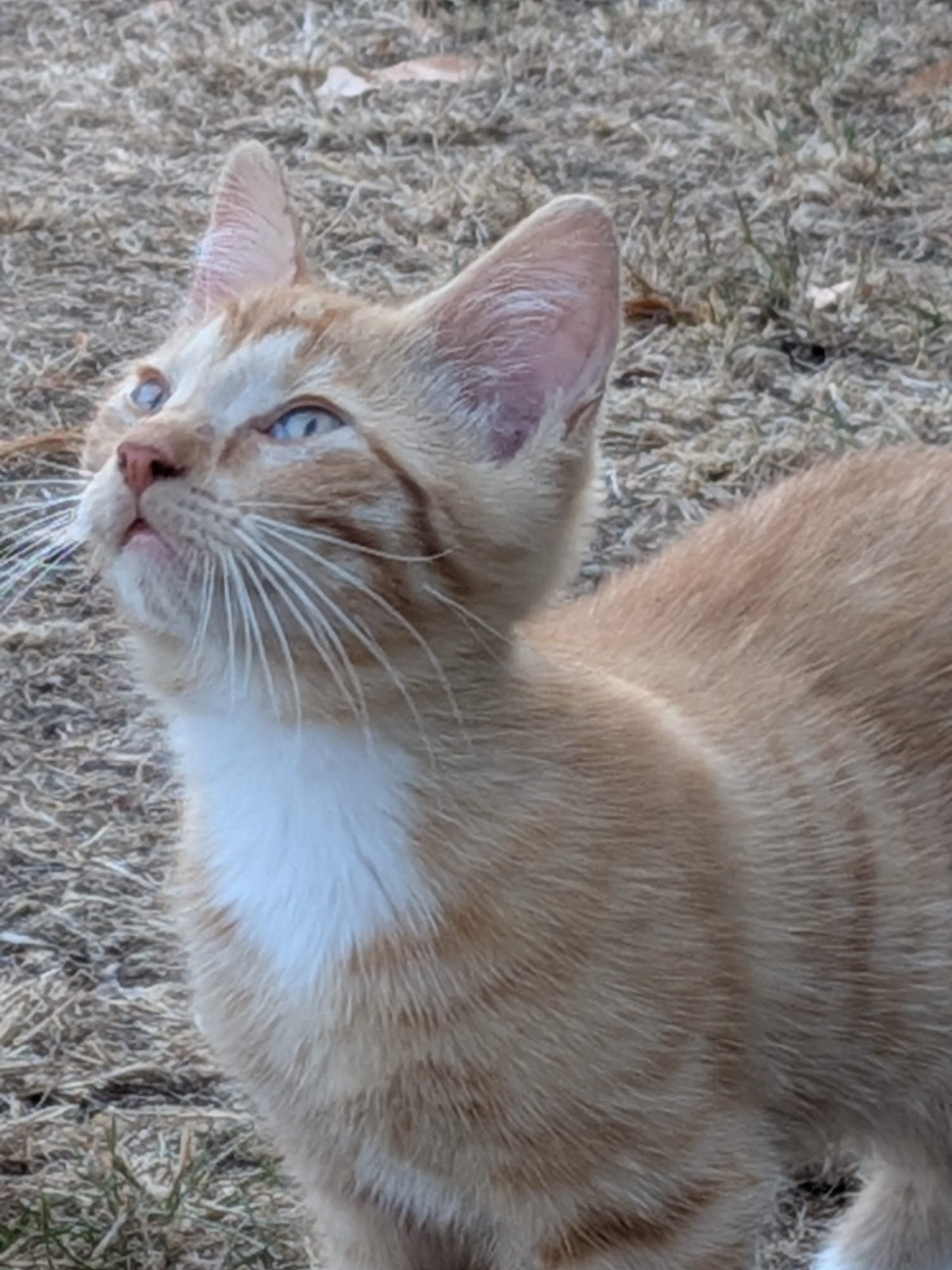 Mooie kittens, Kater