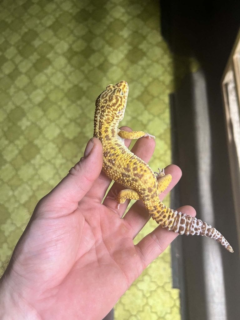 Luipaard gekko man Leopard Gecko photo 2