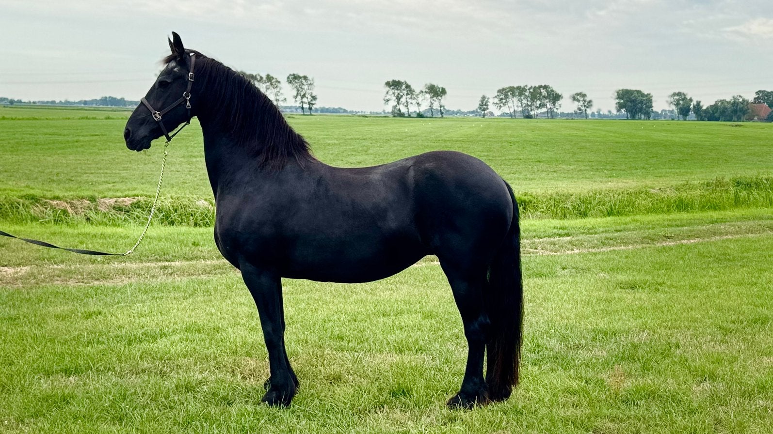 Friese Ster A merrie 2010 Maeije 440 x Teeuwis 389, Dieren en Toebehoren, Paarden, Merrie, 160 tot 165 cm, Met stamboom