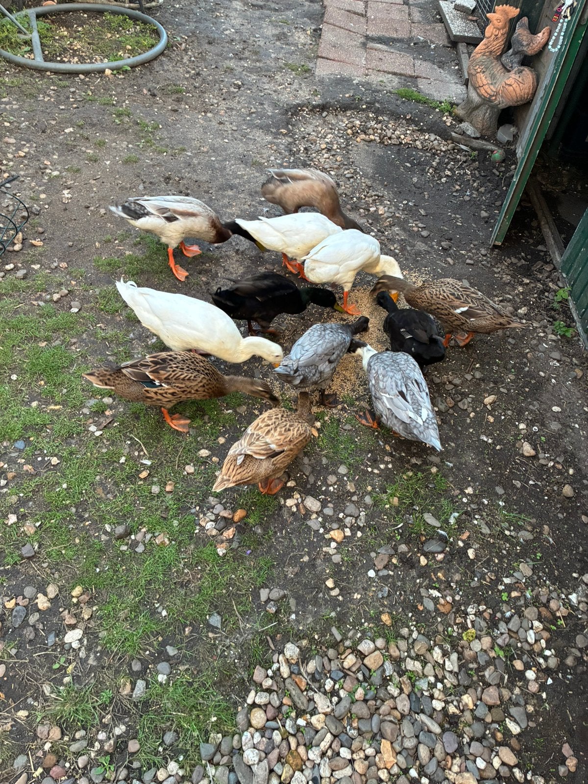 4 loopeend mannetje zoeken nieuw huisje, Dieren en Toebehoren, Pluimvee, Mannelijk, Eend