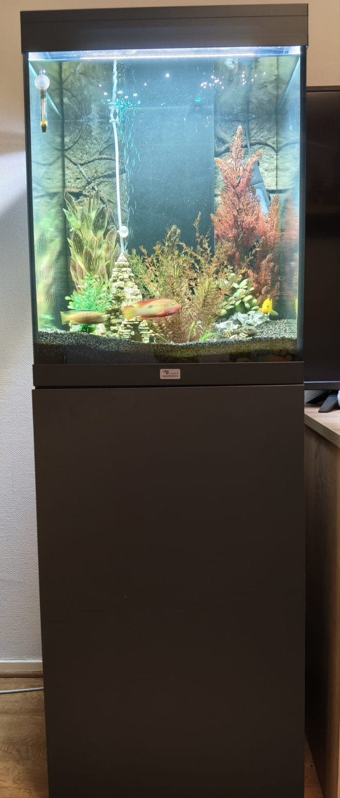 Aquarium, Ophalen, Gebruikt, Aquatlantis, Overige typen
