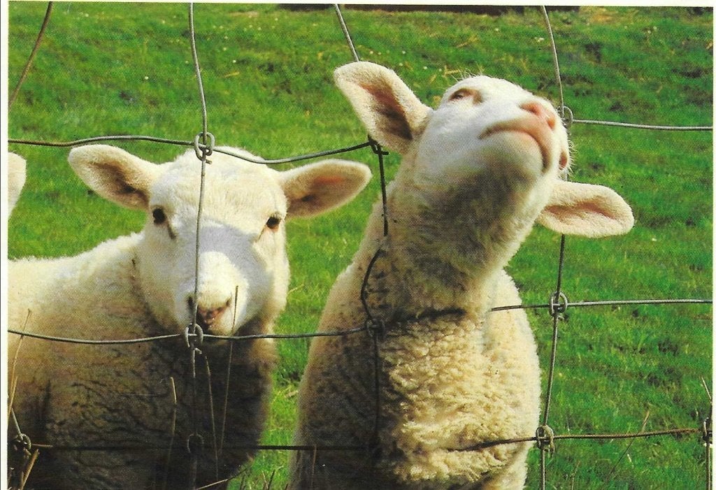 Dieren- -Lammetjes., Ophalen of Verzenden, 1980 tot heden, Gelopen, Overige soorten