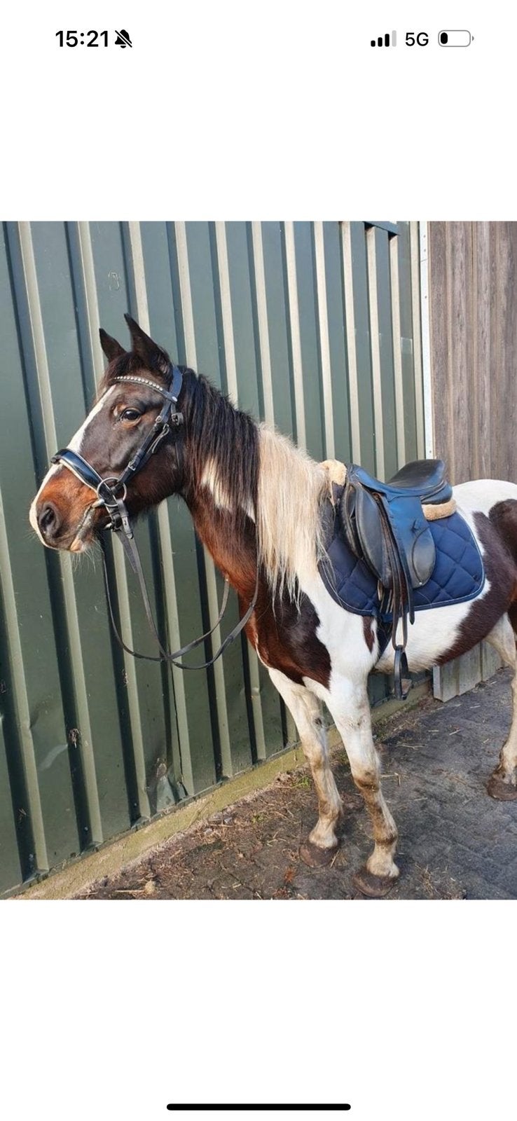 Leuke bonte merrie te koop!, Dieren en Toebehoren, Merrie, Recreatiepaard, Ingeënt