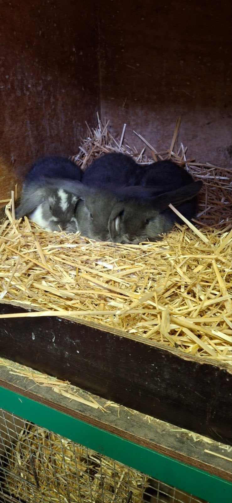 Drie Nederlandse hangoor dwergjes, Dieren en Toebehoren, Konijnen, Meerdere dieren, Dwerg, Hangoor