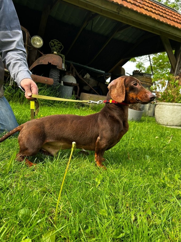 Chocoladebruine korthaar Teckel Dekreu beschikbaar (6 jaar)., 6 jaar of ouder, Reu, Eén hond, Nederland