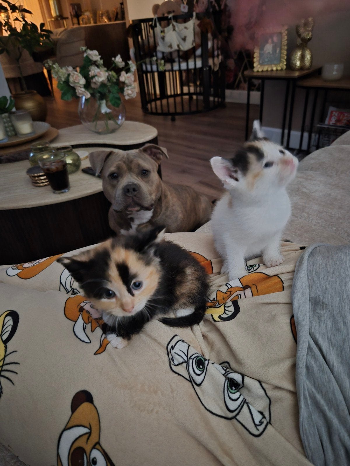Nestje kittens brits/europees, Meerdere dieren