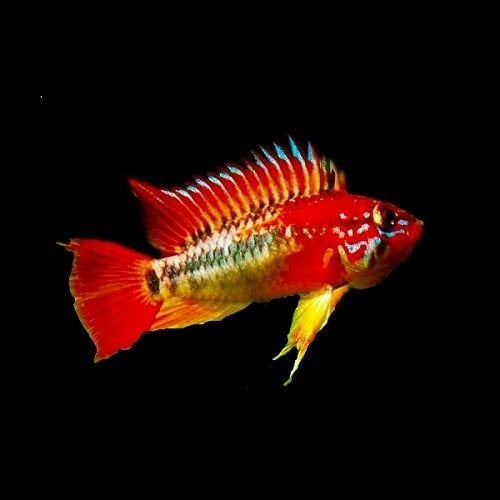 Apistogramma macmasteri red Head per paar - Koidream Valburg, Vis, Zoetwatervis