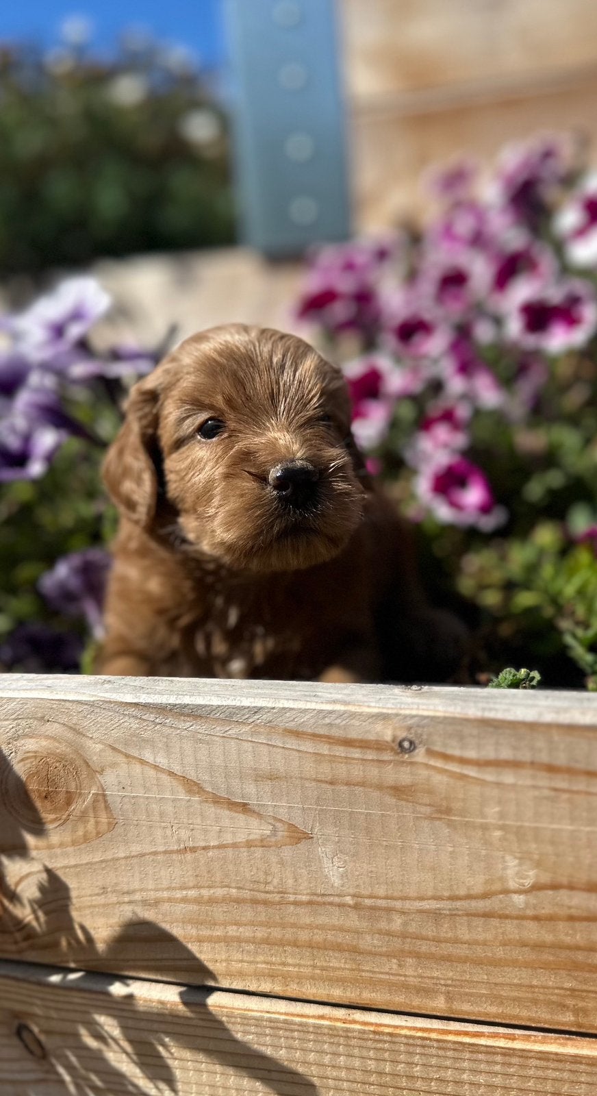 Nog enkele labradoodle pups beschikbaar, Parvo, Nederland, Overige rassen, 8 tot 15 weken