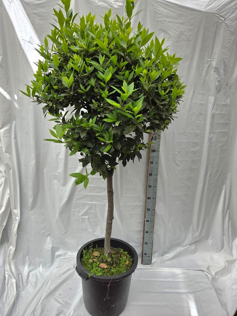 Laurus Nobilis Bol op Stam, Ophalen, Bloeit niet, Kruiden, Volle zon