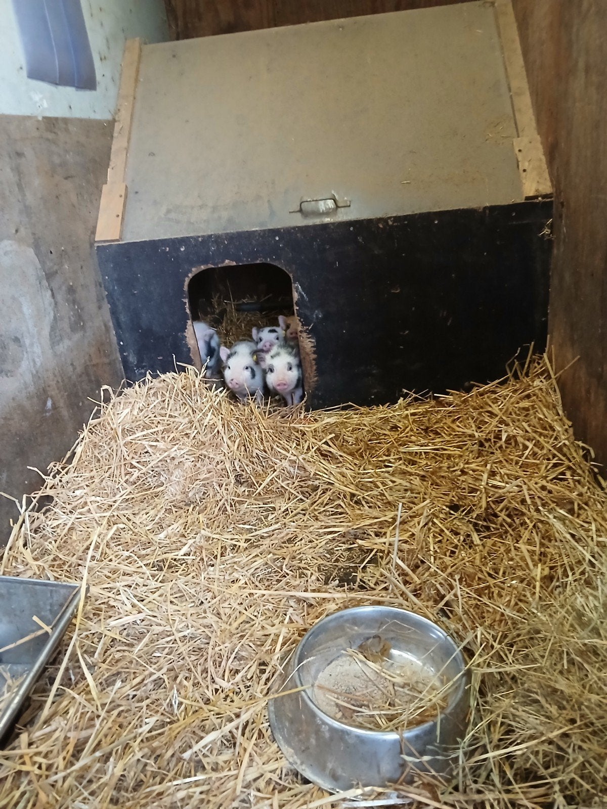 Micro biggentjes, micro biggen, mini varkens, biggentjes, Dieren en Toebehoren, Meerdere dieren, Varken