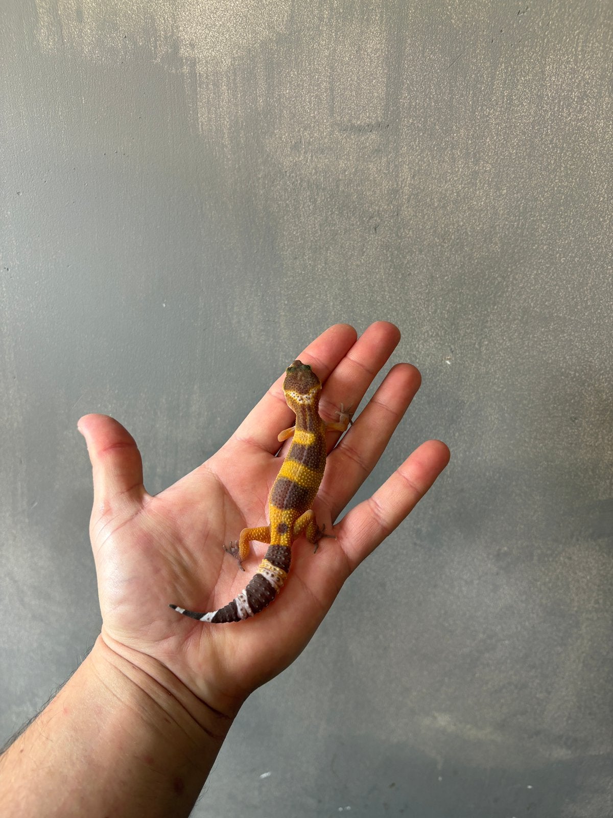 0.1 lava luipaardgekko, Dieren en Toebehoren, 0 tot 2 jaar