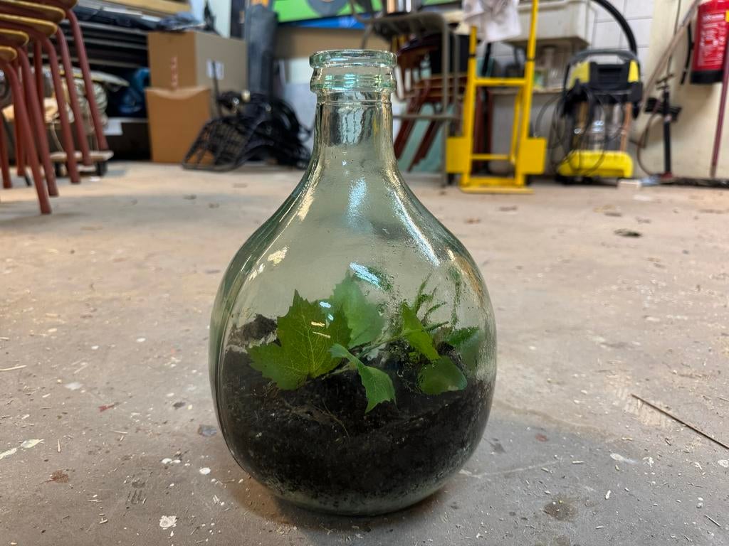 Groene glazen buikfles - Ideaal voor terrarium (10 stuks), Antiek en Kunst, Ophalen