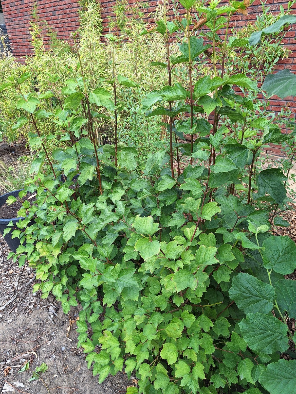 gelderse roos- viburnum opullus opullus, Ophalen, Overige soorten, Minder dan 100 cm