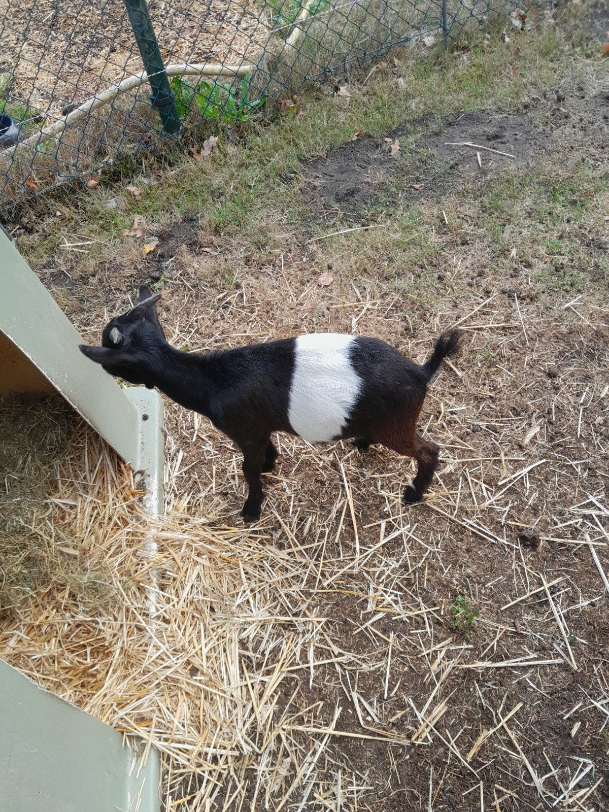 lakenvelder bokjes, Dieren en Toebehoren, Schapen, Geiten en Varkens, Mannelijk, Geit