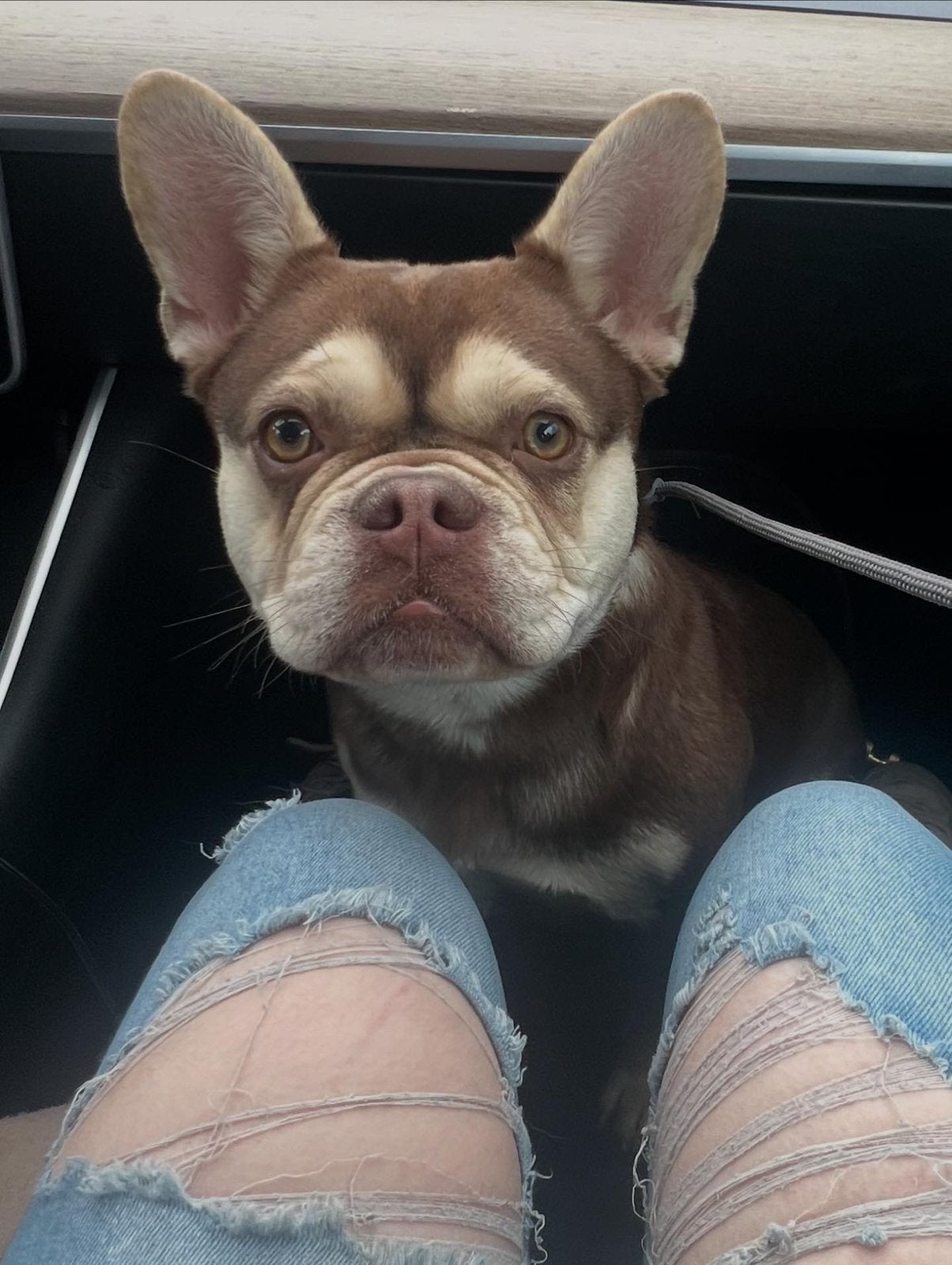 Warm huisje gezocht franse bulldog teef, 1 tot 2 jaar, Teef, Parvo, Bulldog