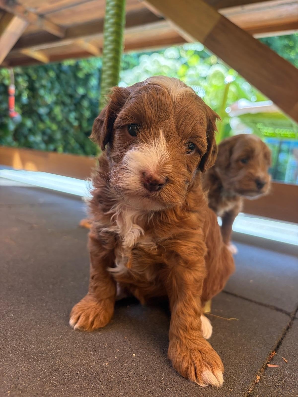 Mini  australian labradoodle pups, Overige rassen, 8 tot 15 weken, Parvo, Meerdere