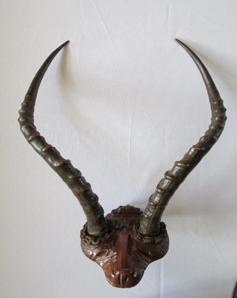 50cm hoorns Afrikaans antilope gewei taxidermie jacht, Verzenden, Zo goed als nieuw, Wild dier, Opgezet dier