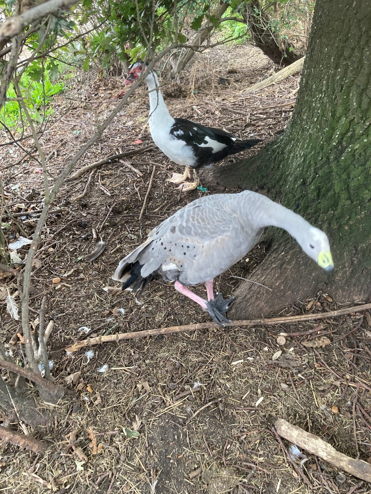 Hoender gans, Geslacht onbekend, Gans of Zwaan