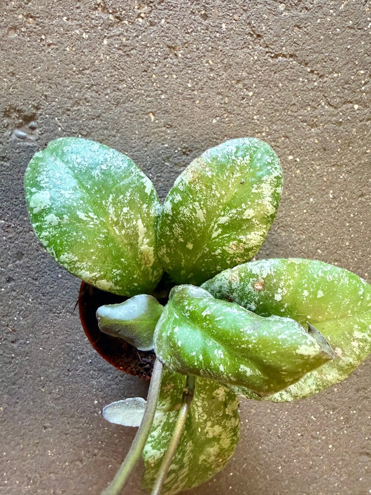 Hoya waymaniae Kapuas p9, Ophalen of Verzenden