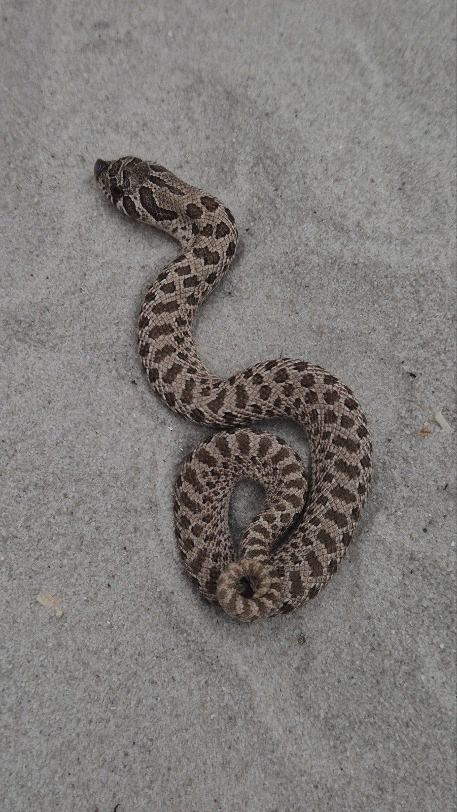 Haakneusslang het maitai Hognose Snake photo 5