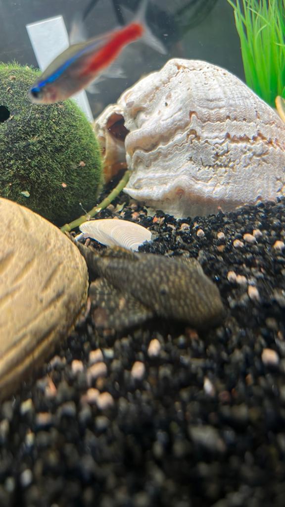 Ancistrus baby, Vis