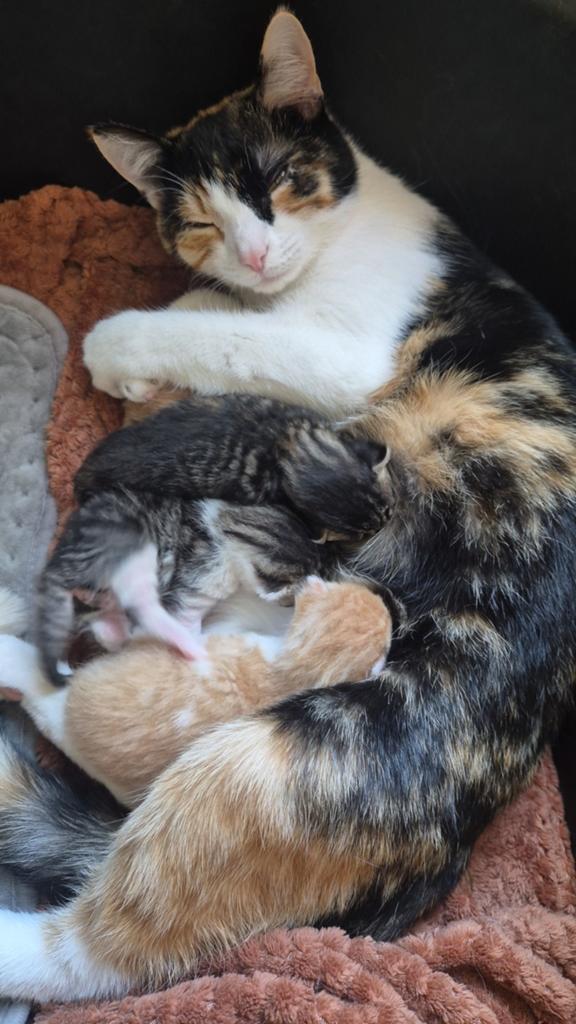 Lieve kittens, Dieren en Toebehoren, Katten en Kittens | Overige Katten, Meerdere dieren