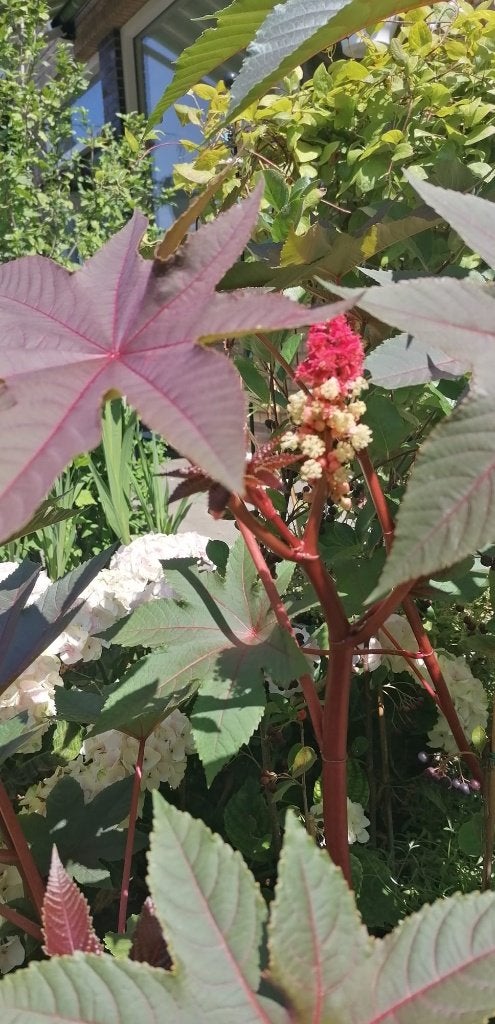 Wonderboom, Ricin, Castor Oil Plant, Wunderbaum, Ophalen, Volle zon, Eenjarig, Siergrassen