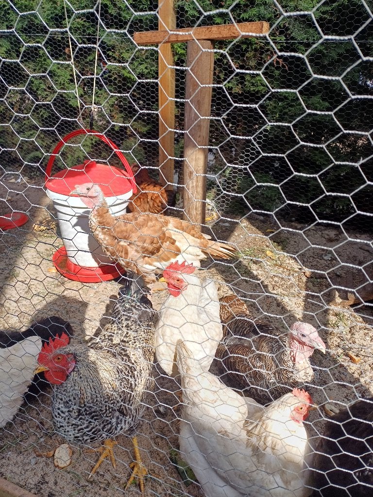 2 Kalkoenen, Dieren en Toebehoren, Pluimvee, Meerdere dieren, Kalkoen