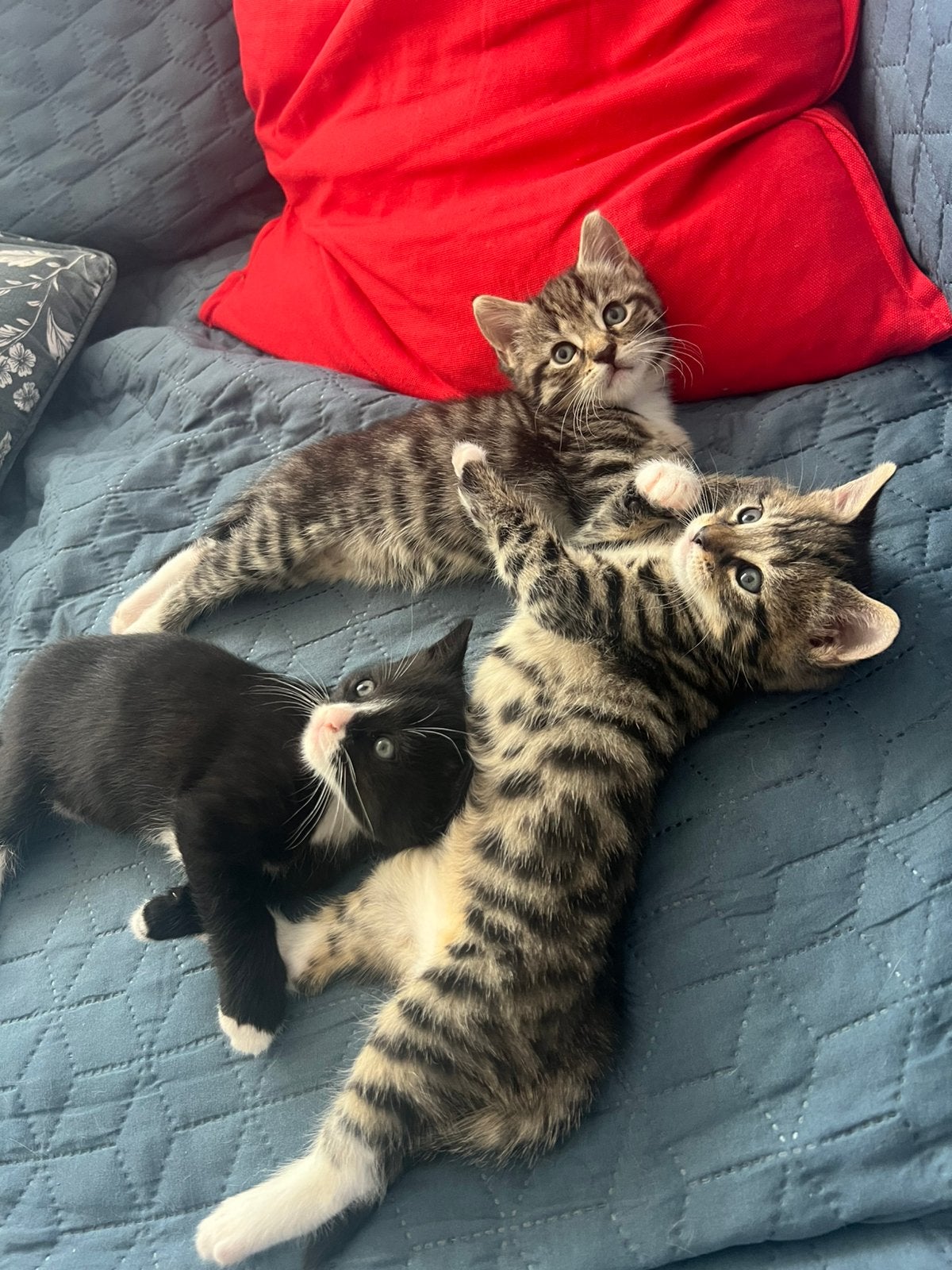 Kittens, Dieren en Toebehoren, Katten en Kittens | Raskatten | Korthaar, Meerdere dieren