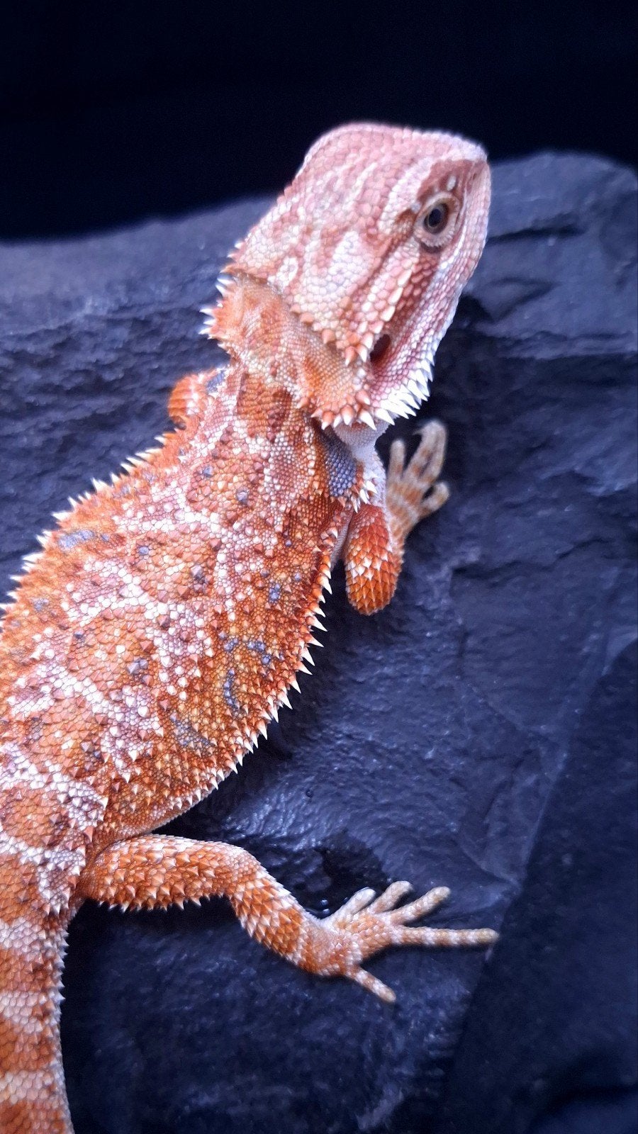 50% Red Monster Hypo het. Trans vrouw Baardagaam Bearded Dragon - female for sale from Design Dragons
