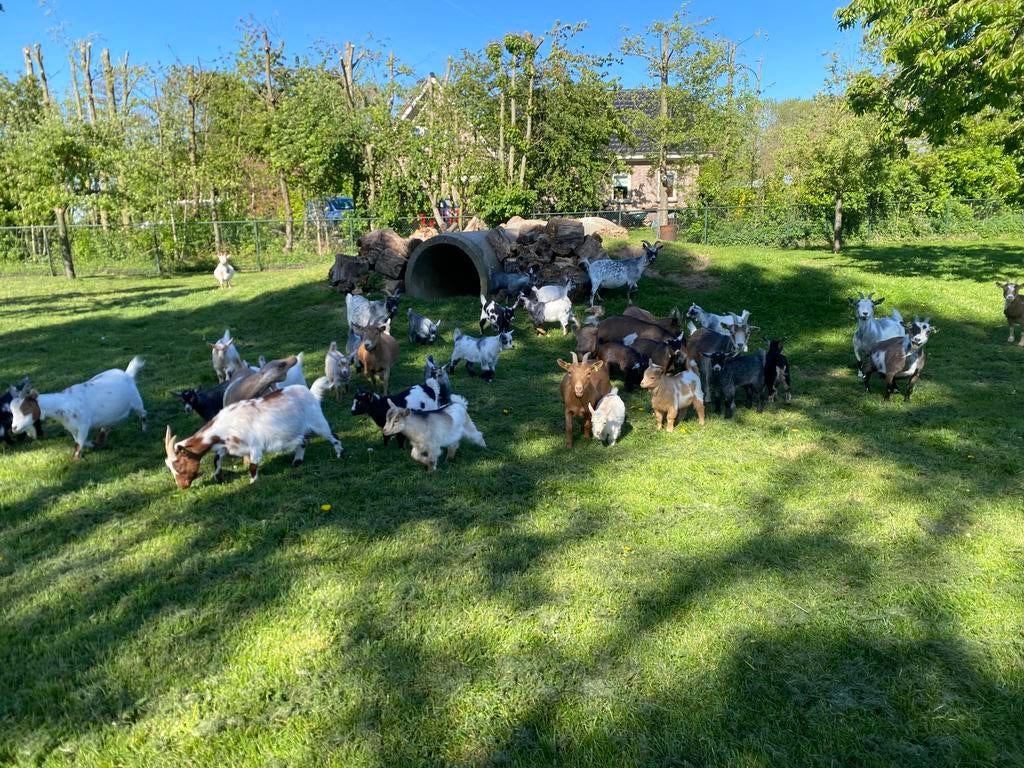 Mooie dwerggeitjes en bokken, Meerdere dieren, Geit