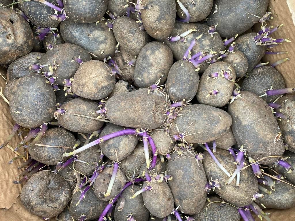Bio bleuet pootaardappelen, Ophalen of Verzenden, Volle zon