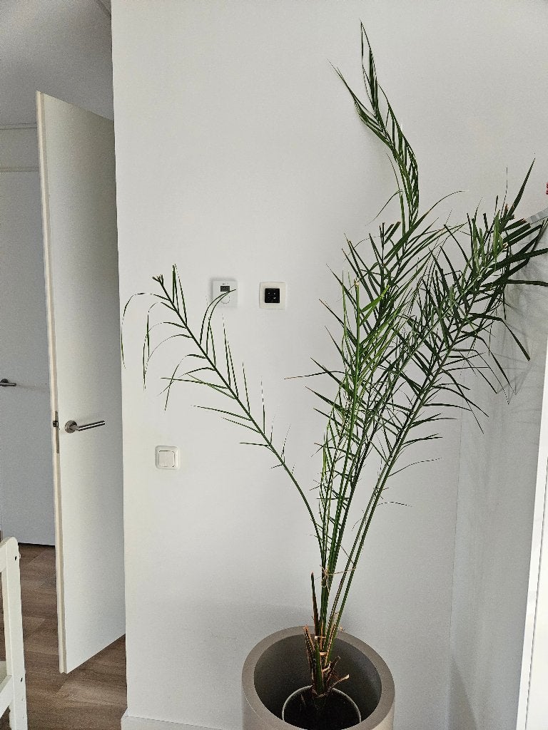 Kamerplant, 100 tot 150 cm, Overige soorten, In pot, Groene kamerplant