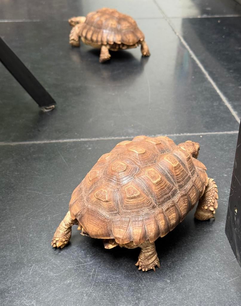 Twee sporenschildpadden sulcata Tortoise - unknown for sale from liz
