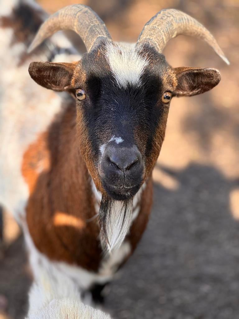 Dringend zoeken deze drie een nieuw huisje., Dieren en Toebehoren, Mannelijk, Geit, 3 tot 5 jaar