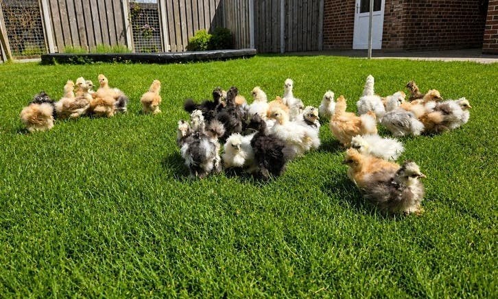 Zijdehoen hen kuikens, Dieren en Toebehoren