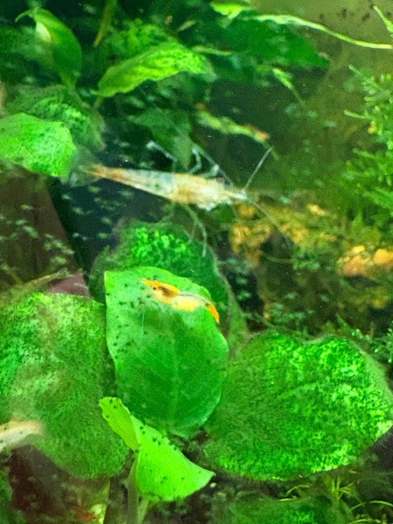 Orange rili neo Caridina garnalen, Kreeft, Krab of Garnaal