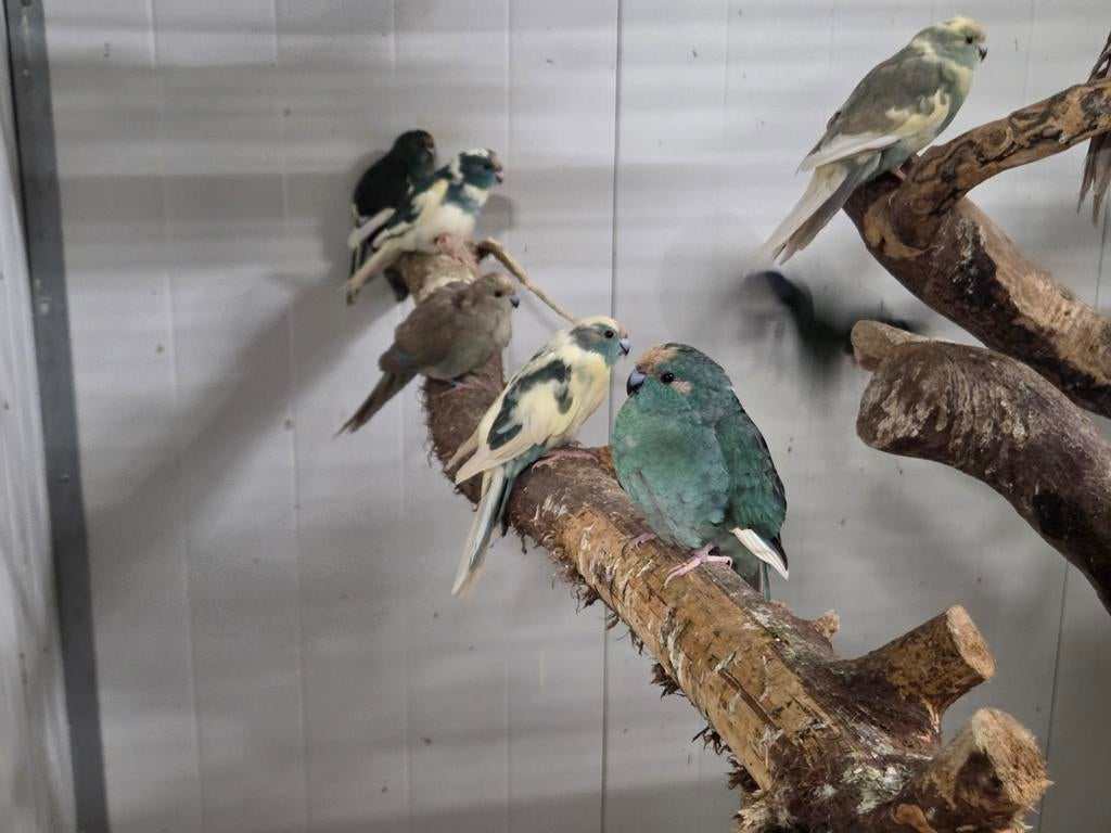 Kakarikies, Meerdere dieren