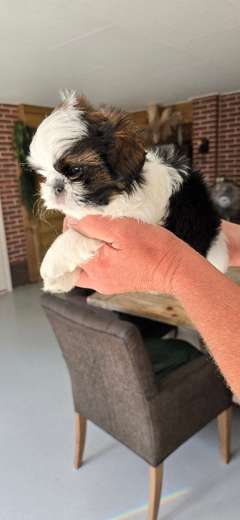 Mooie kleine Shih-tzu pups, Overige rassen, Meerdere, Meerdere dieren, Nederland