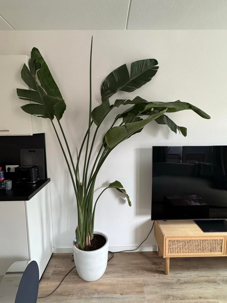 Strelitzia nicolai, 2.4m hoog, met pot, Ophalen, 200 cm of meer, Overige soorten, In pot