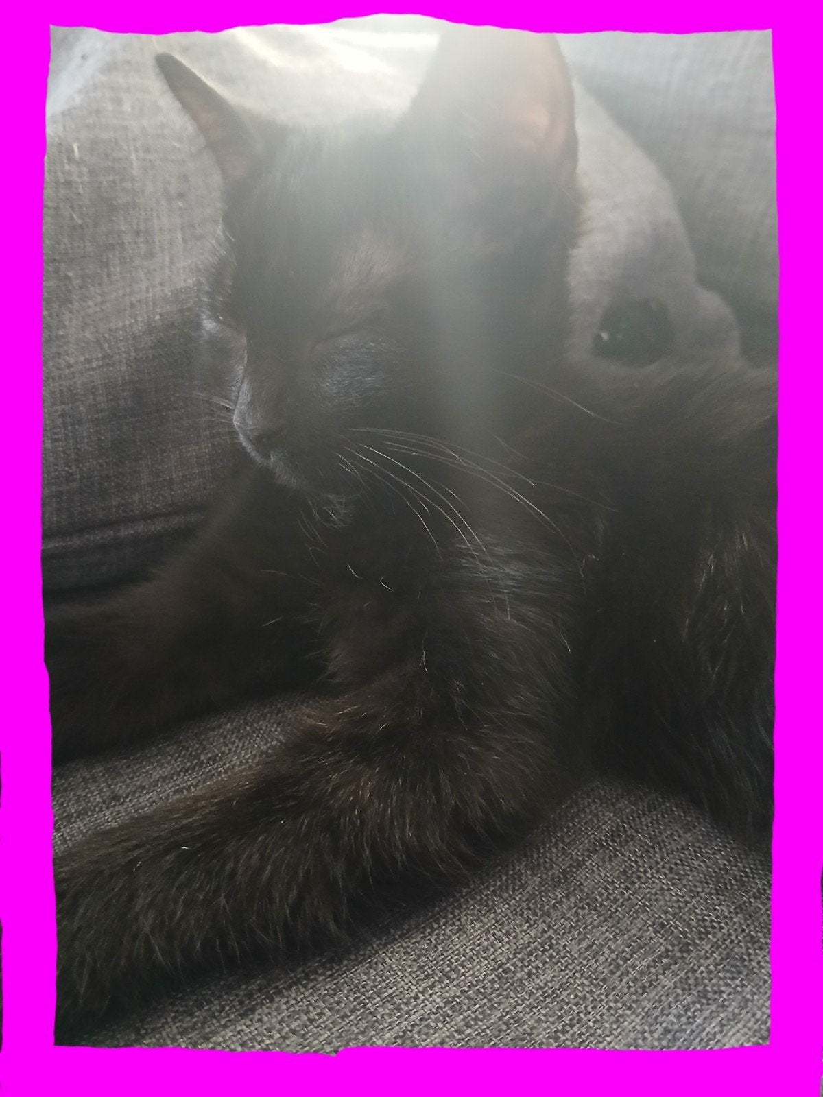 🩷Fijn huisje gezocht voor echt een heel lief kitten🩷, Meerdere dieren, Ontwormd, 0 tot 2 jaar
