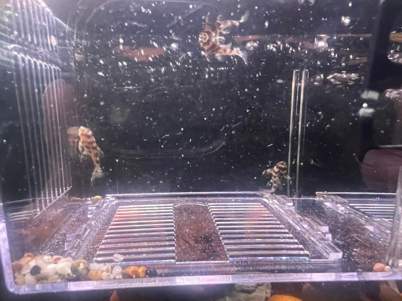 L236, Dieren en Toebehoren, Vissen | Aquariumvissen, Vis