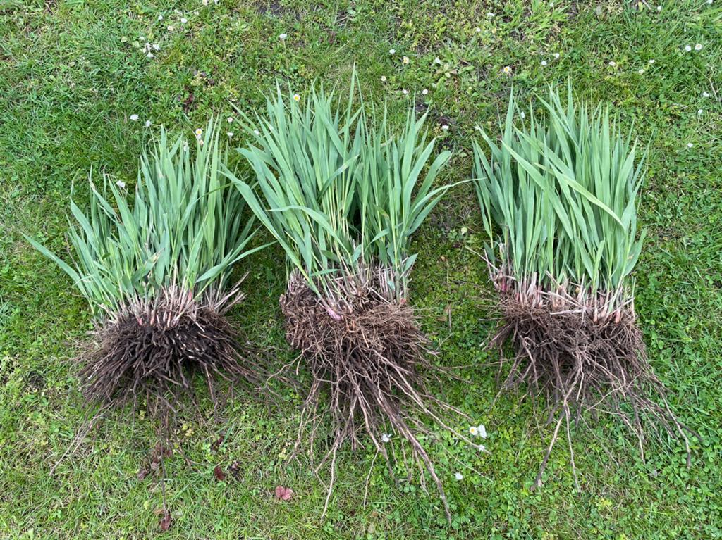 Tk 3 grote pollen siergras, biologisch, Miscanthus soort, Tuin en Terras, Planten | Tuinplanten, Ophalen, Vaste plant, Siergrassen