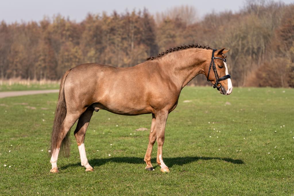 Ter dekking goedgekeurde New Foresthengst kleine maat, Dieren en Toebehoren, Hengst