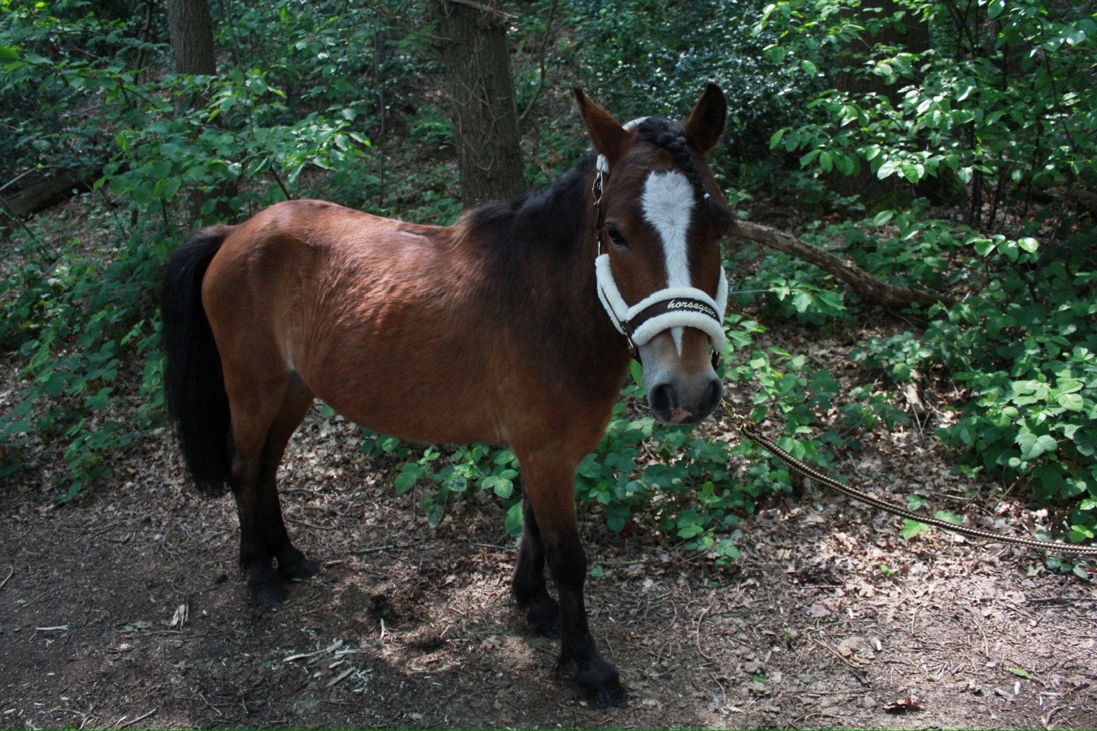 ​Miracle: Super brave en knappe 4-jarige A-pony (1.17 m), Ruin, 3 tot 6 jaar