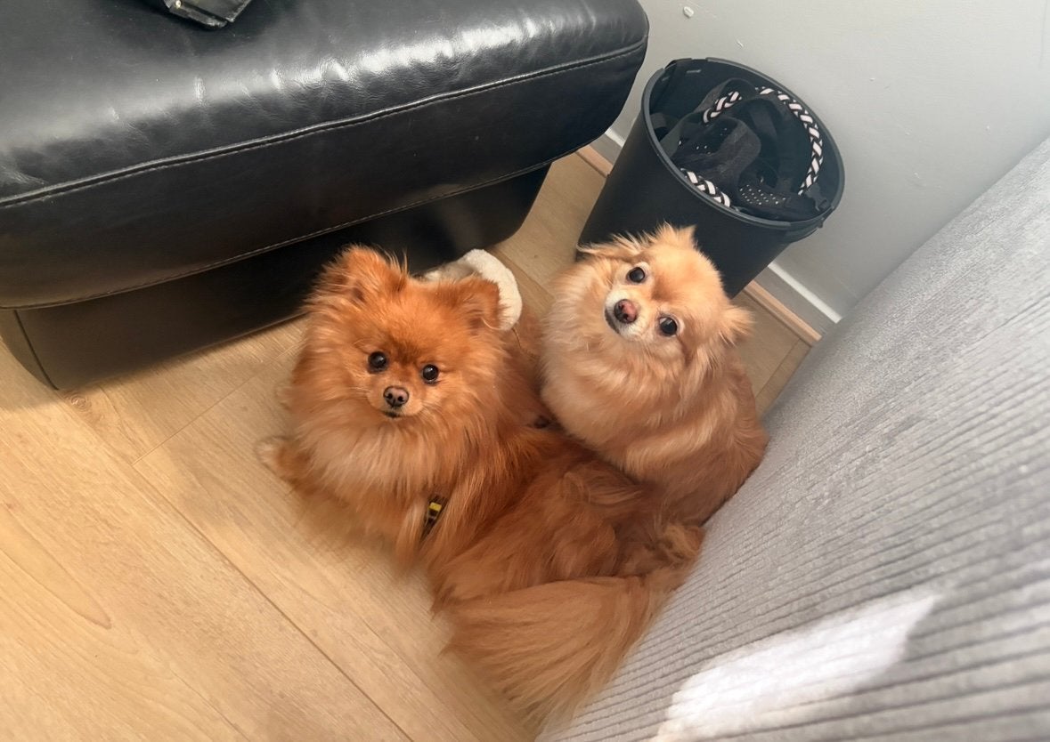 Vooraankondiging verwachting pups chihuahua/pomeriaan.Pomchi, Dieren en Toebehoren, Parvo, 8 tot 15 weken, Meerdere, Meerdere dieren
