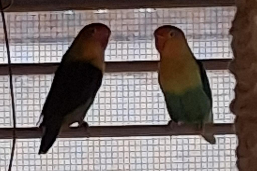 Argapornis 2x, Dieren en Toebehoren, Vogels | Parkieten en Papegaaien, Geslacht onbekend, Dwergpapegaai of Agapornis