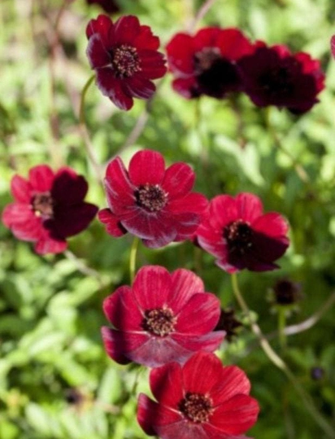 Cosmos Cherry Chocolate P9 - Vaste plant, Tuin en Terras, Ophalen of Verzenden, Vaste plant, Overige soorten, Volle zon