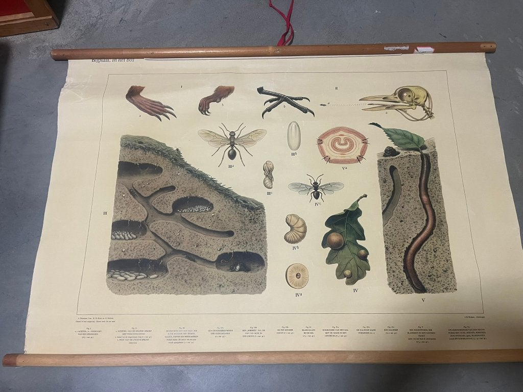 Schoolkaart In het bos ( bijplaat ), Ophalen of Verzenden, Natuur en Biologie