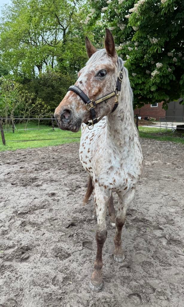 Zeer aansprekende, zadelmakke 4-jarige met veel potentie., Dieren en Toebehoren, Paarden, Springpaard, Minder dan 160 cm, Zadelmak